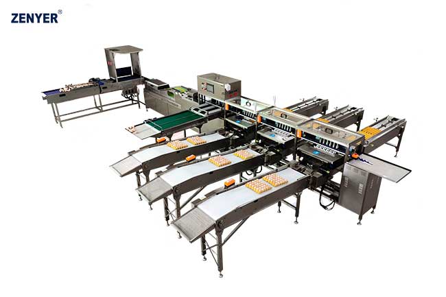 Máquina de clasificación de huevos FBB10-3 (104A)